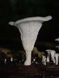 Favolus tenuiculus image