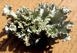 Parmotrema hypotropum image