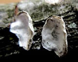 Poronidulus conchifer image