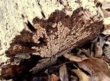 Xylobolus frustulatus image