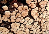 Xylobolus frustulatus image