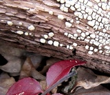 Xylobolus frustulatus image