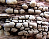Xylobolus frustulatus image