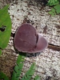 Auricularia fuscosuccinea image