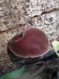 Auricularia fuscosuccinea image