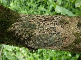 Glyphis cicatricosa image