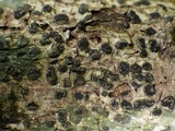 Glyphis cicatricosa image