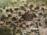 Glyphis cicatricosa image