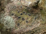 Glyphis cicatricosa image