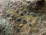 Glyphis cicatricosa image