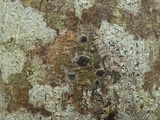 Glyphis cicatricosa image