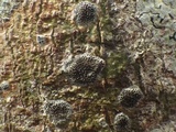 Glyphis cicatricosa image
