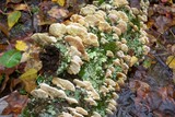 Trametes pubescens image