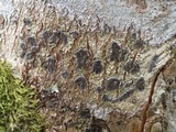Glyphis cicatricosa image