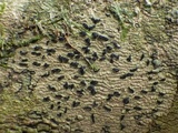 Opegrapha viridis image