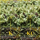 Cladonia didyma image