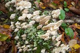 Trametes pubescens image