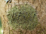 Byssoloma leucoblepharum image