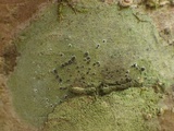 Byssoloma leucoblepharum image