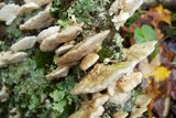 Trametes pubescens image