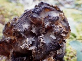 Craterellus lutescens image