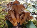 Craterellus lutescens image