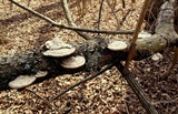 Daedaleopsis confragosa image