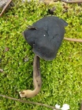 Helvella atra image