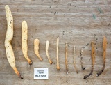 Xylaria enterogena image