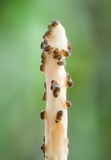 Xylaria enterogena image