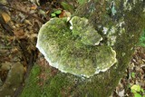 Oxyporus populinus image