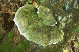 Oxyporus populinus image