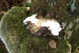 Oxyporus populinus image