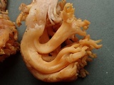 Ramaria rubricarnata var. verna image
