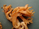 Ramaria rubricarnata var. verna image
