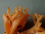 Ramaria rubricarnata var. verna image