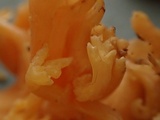 Ramaria rubricarnata var. verna image