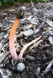 Phallus rubicundus image