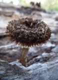 Lentinus stuppeus image