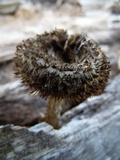 Lentinus stuppeus image