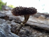 Lentinus stuppeus image