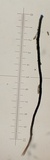Helminthosporium velutinum image