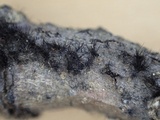 Helminthosporium velutinum image