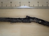 Helminthosporium velutinum image