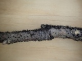 Helminthosporium velutinum image
