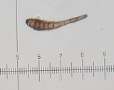 Helminthosporium velutinum image