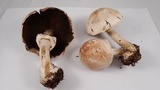 Agaricus hondensis image