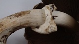 Agaricus hondensis image