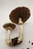 Agaricus hondensis image