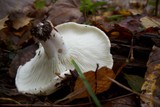 Russula angustispora image